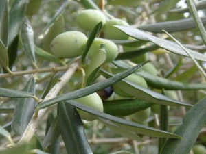 olive tree